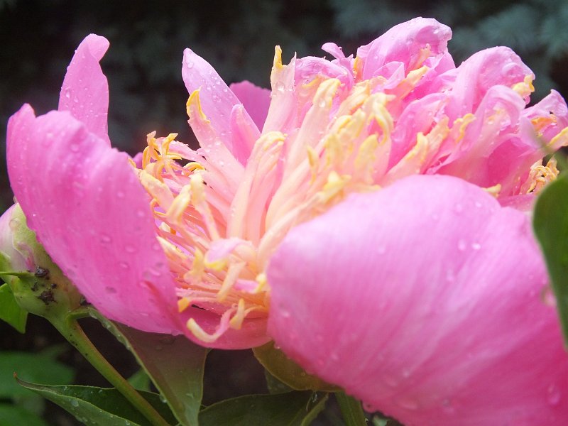 peony14 (34)